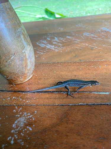 Cryptoblepharus litoralis, 2026-09-02