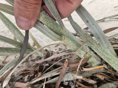 Spinifex hirsutus observed 2026-09-05