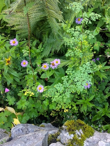 Erigeron multiradiatus, photograph 4