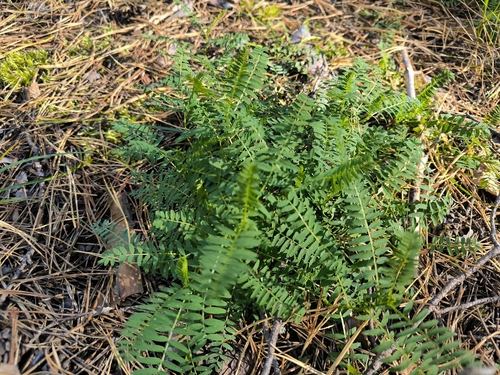 Astragalus danicus, photograph 3