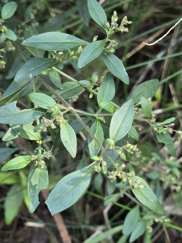 Prostanthera ovalifolia, 2026-09-05
