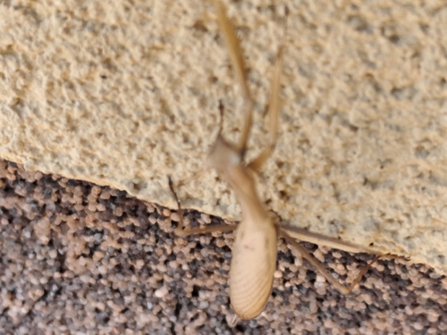 European Mantis