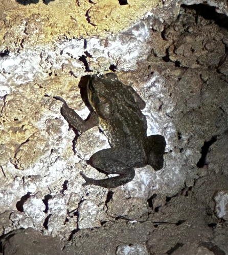 Cane Toad