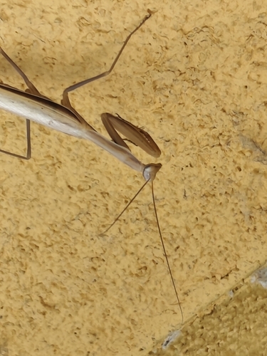 European Mantis