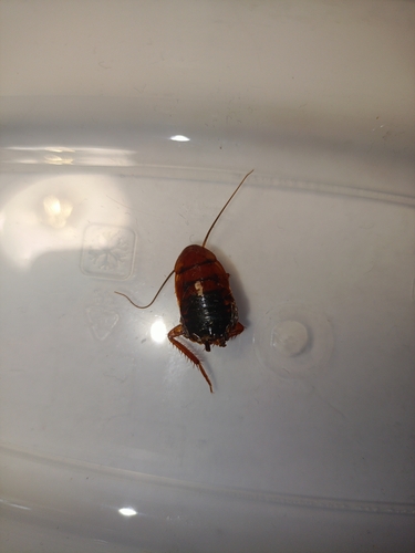 Turkestan Cockroach
