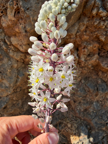 Drimia numidica