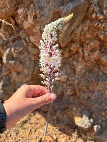 Drimia numidica