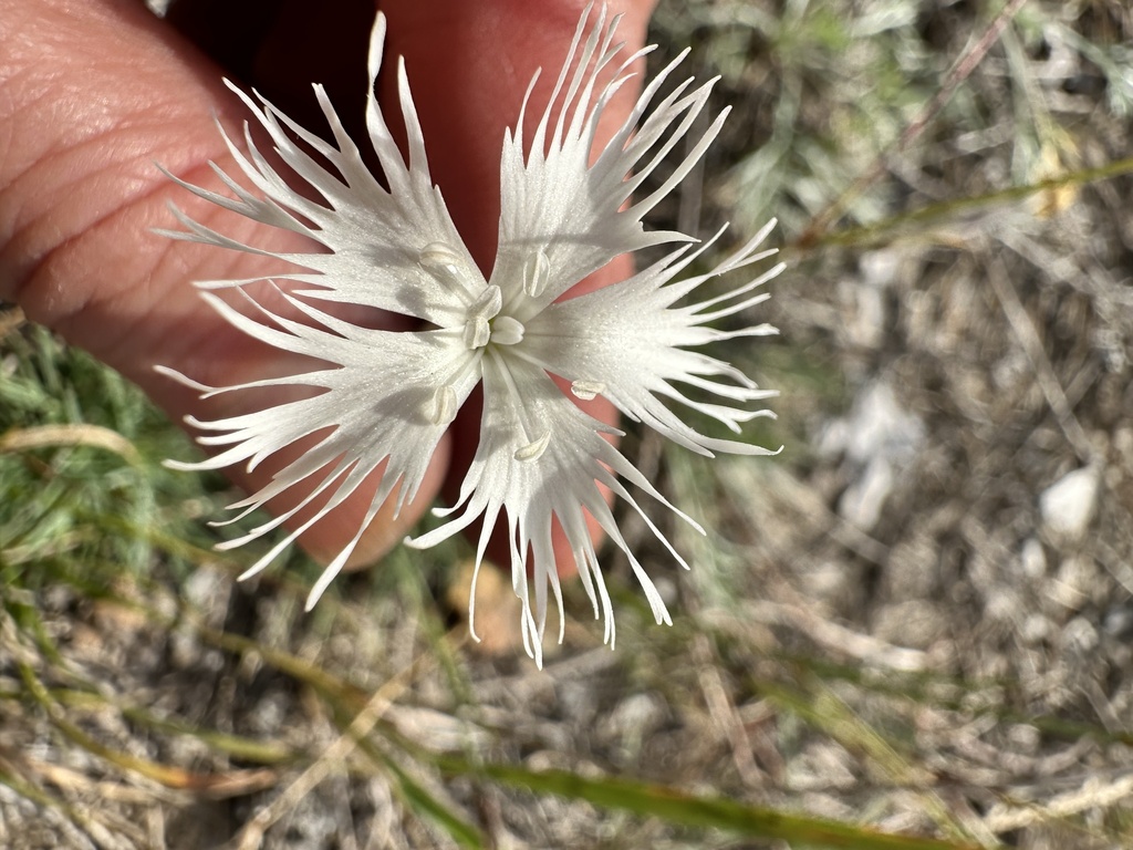 Dianthus arenarius; photograph (c) Алёна Осипова, some rights reserved (CC BY)