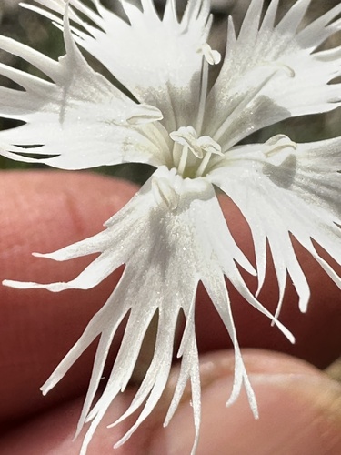 Dianthus arenarius, photograph 1