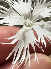 (c) Алёна Осипова, some rights reserved (CC BY) Dianthus arenarius, photograph (c) Алёна Осипова, some rights reserved (CC BY)