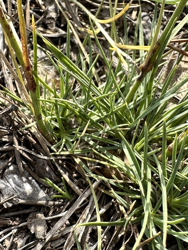 Dianthus arenarius, photograph 2