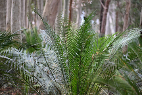 Macrozamia communis, photograph 5