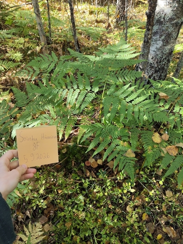 pinewood bracken