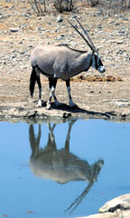 Oryx gazella