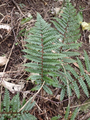 Polystichum vestitum, photograph 5