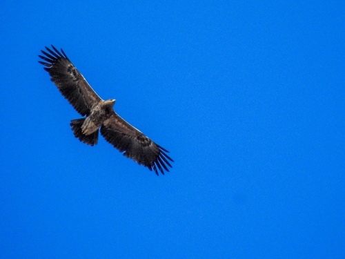 Lesser Spotted Eagle