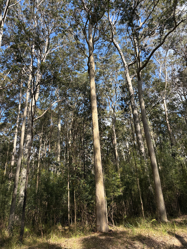 Corymbia maculata, photograph 3