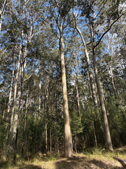 Corymbia maculata, photograph (c) Bryce Watts-Parker, some rights reserved (CC BY)