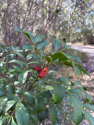 Synoum glandulosum, photograph 6