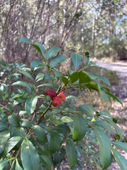 Synoum glandulosum, photograph (c) Bryce Watts-Parker, some rights reserved (CC BY)