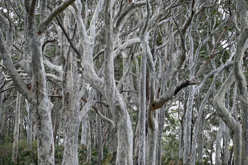 Corymbia maculata, photograph 2
