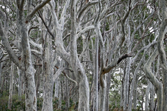Corymbia maculata, photograph (c) Bryce Watts-Parker, some rights reserved (CC BY)