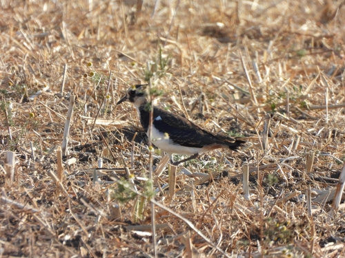 Northern Lapwing