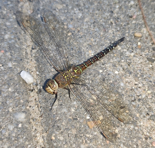 Migrant Hawker