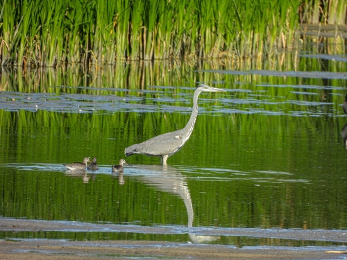 Grey Heron