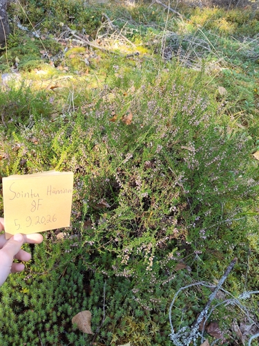 common heather