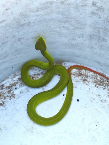 White-lipped Pit Viper