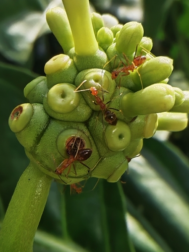 Yellow Crazy Ant