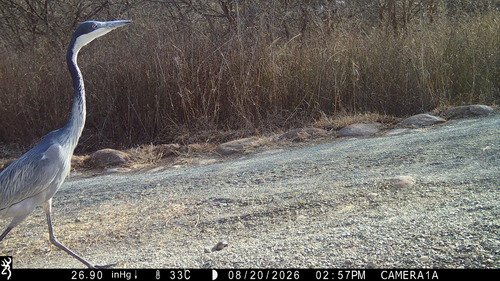 iNaturalist image
