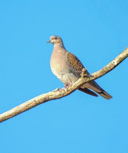 European Turtle-Dove