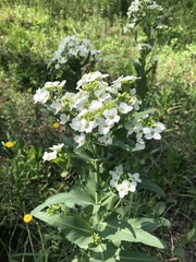 Armoracia sisymbrioides