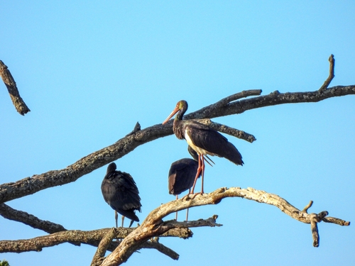 Black Stork