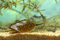Lepidurus apus