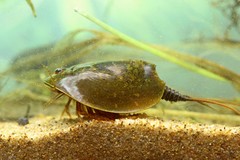 Lepidurus apus