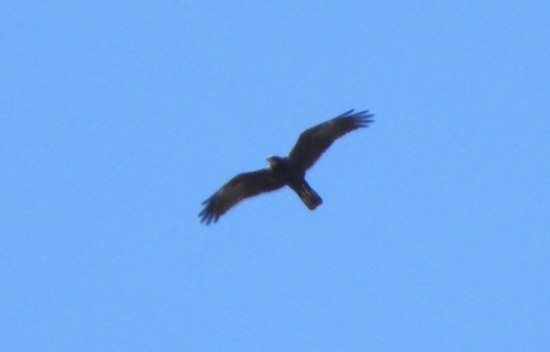 Western Marsh Harrier