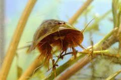 Lepidurus apus