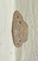 Scopula pulchellata agg