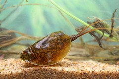 Lepidurus apus