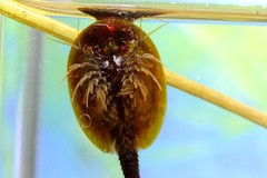 Lepidurus apus