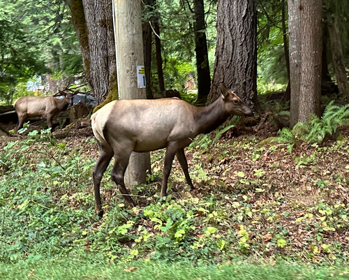 Wapiti