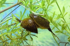 Lepidurus apus