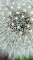 Taraxacum officinale