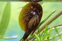 Lepidurus apus