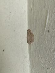 Scopula pulchellata agg