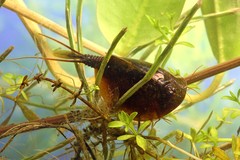 Lepidurus apus