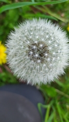 Taraxacum officinale